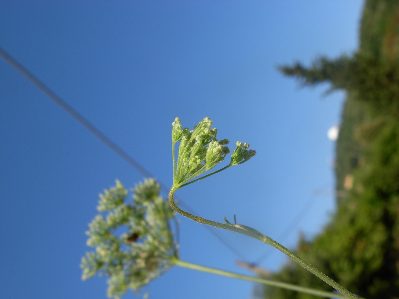 Pimpinella peregrina L./Tragoselino calcitrappa